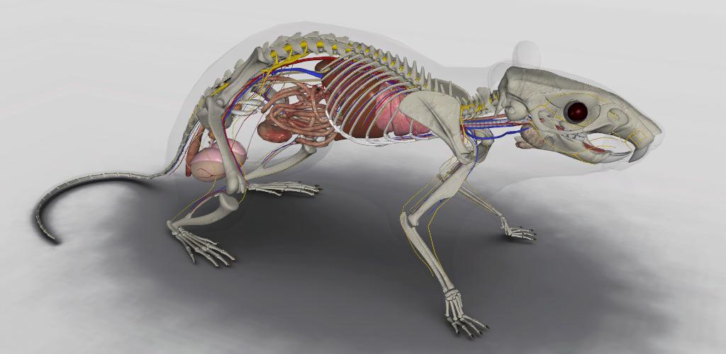 Внутренняя мышь. Строение крысы анатомия. Анатомия крысы внутреннее строение. Лабораторная строение крыса.