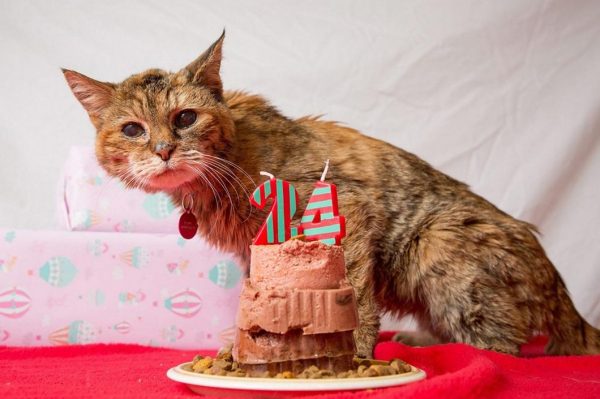 Самая старая кошка в мире празднует день рождения
