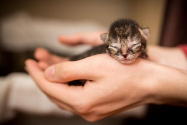 Новорождённый котёнок в ладонях