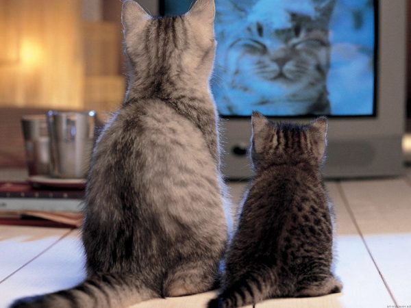 Два котика перед экраном телевизора