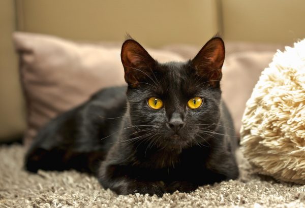 Чёрная кошка на сером покрывале