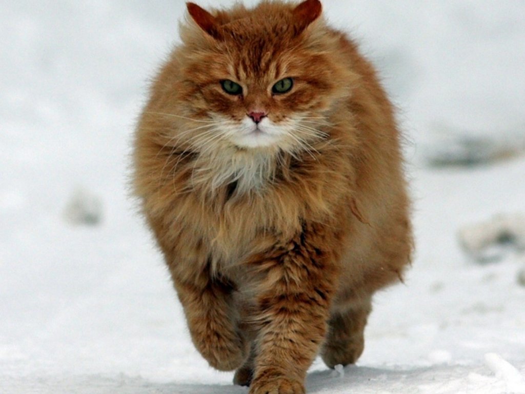 Мурлыки-долгожители: самые старые коты и кошки в мире