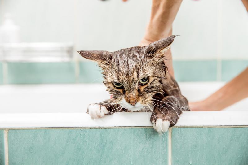 Почему кошки боятся воды: причины страха и способы борьбы