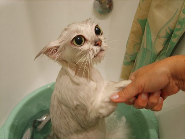 Кошка во время купания