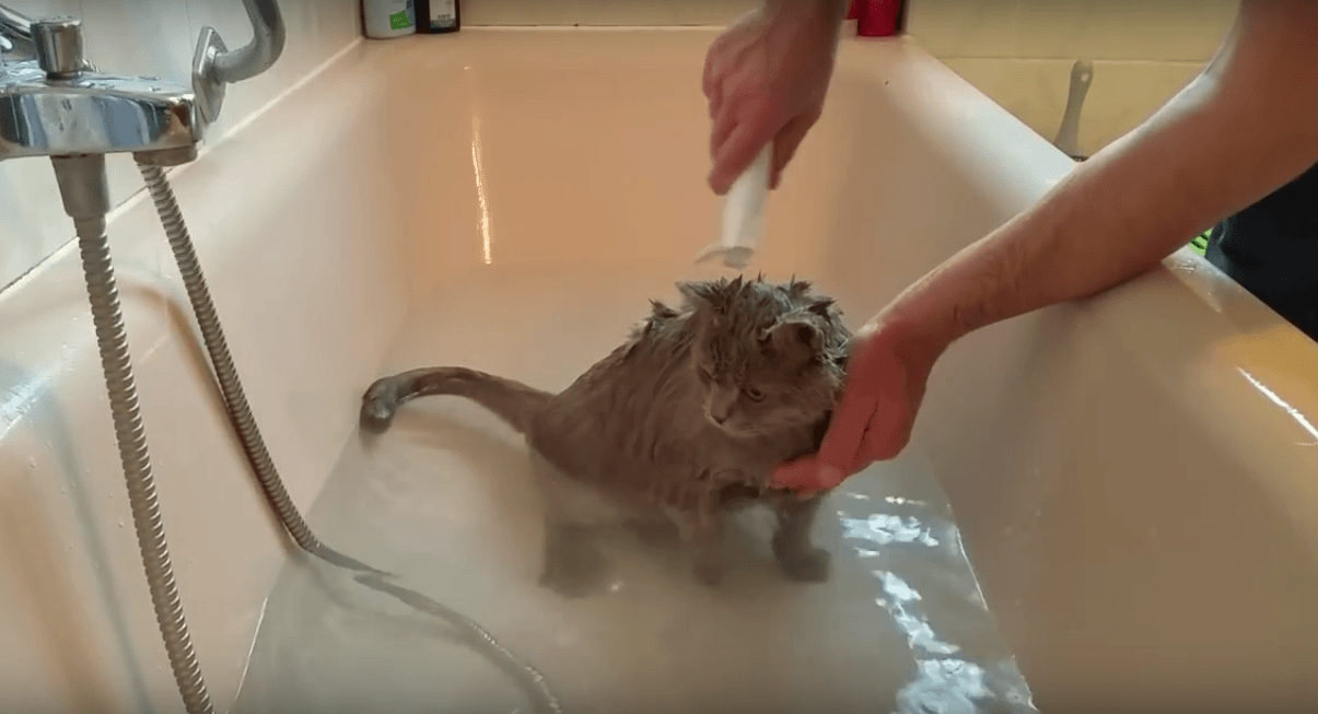 Купание котенка. Мытье кошки. Кошка моется. Котенок купается. Помытый кот.