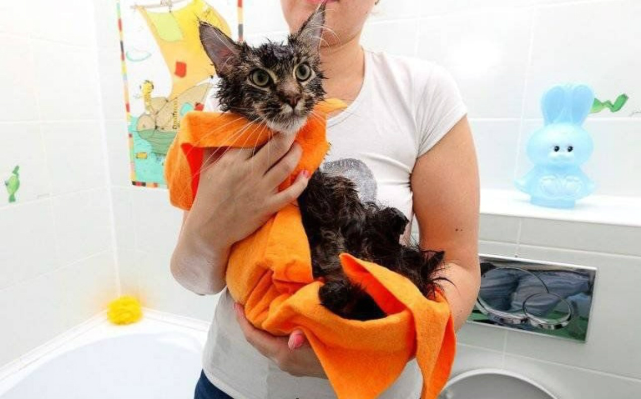Сколько моют кошек. Мытье кота. Помытая кошка. Мытье кошек в ванной. Кошку моют.