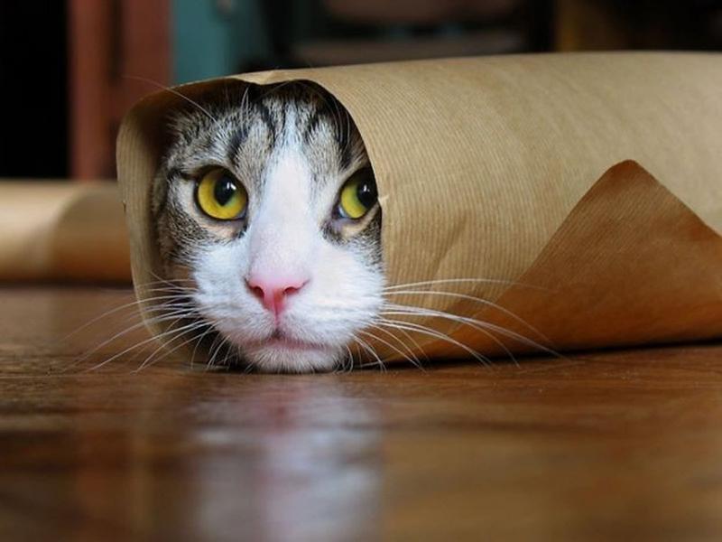 Кошка, завёрнутая в бумагу