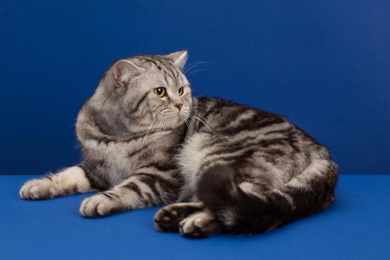 Шотландская прямоухая кошка (Скоттиш-страйт): добрый и верный пушистый друг