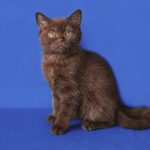 Сидящая кошка шоколадного окраса