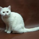 Сидящая кошка белого окраса