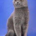 Сидящая кошка голубого окраса