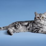 Лежащая кошка мраморного окраса