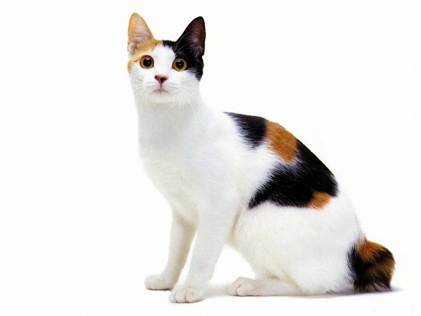 Рассмотрите фотографию кошки породы японский бобтейл. Японский бобтейл. Японский бобтейл кошка. "Японский бобтейл" Калико. Японский бобтейл трехцветный.