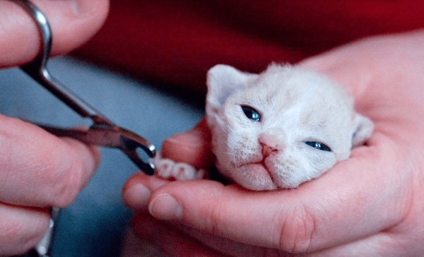 Котёнку обрезают когти