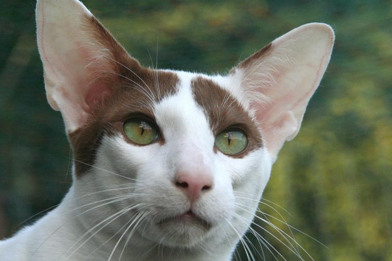 Чем привлекательны кошки породы ориентал