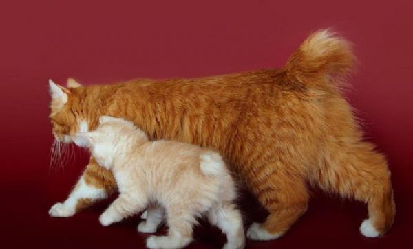 Кошка и котёнок породы курильский бобтейл