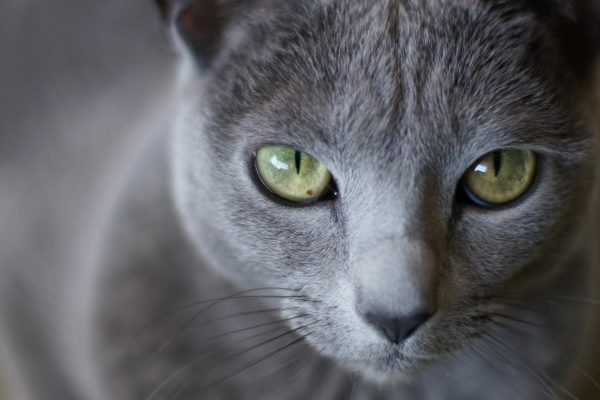 Морда кошки с зелеными глазами