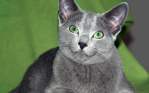 Кошка с зелеными глазами и серебристой шерстью