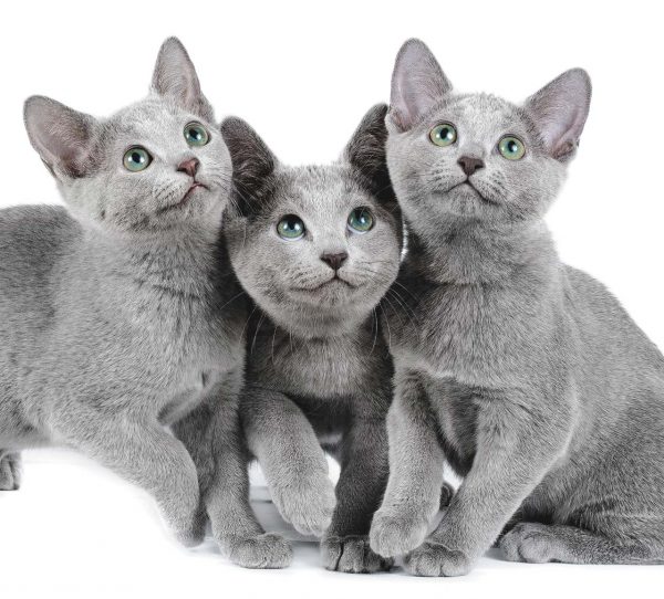 Три котёнка русской голубой кошки