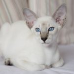 Кошка белого цвета