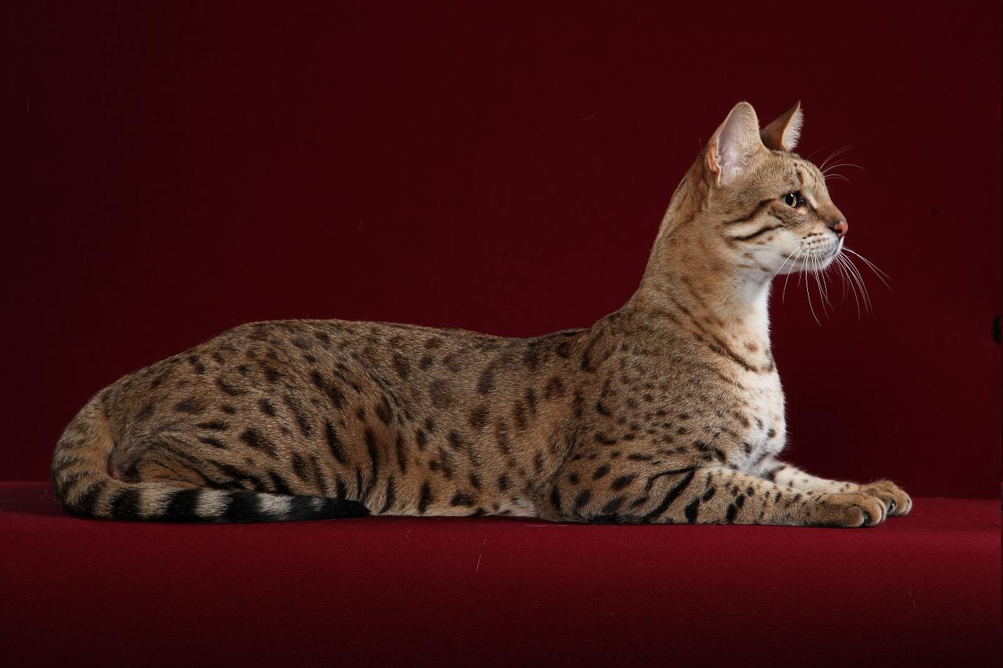 Экзотическая кошка породы саванна