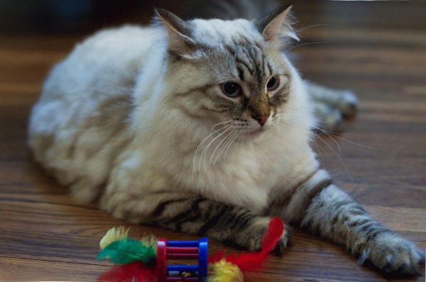 Кошка лежит на полу рядом с игрушкой