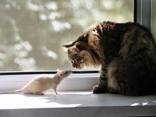 Кошка и белая крыса на подоконнике
