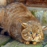 Рыжий камышовый кот