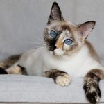 Кошка черепахового окраса с ярко-голубыми глазами