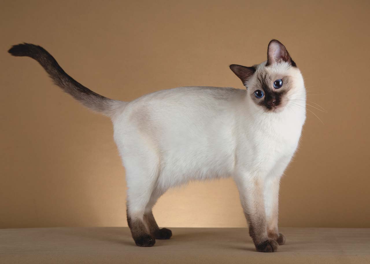 Тайская кошка: облик, нрав и особенности содержания