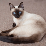 Тайская кошка окраса сил-пойнт на коричневом ковре