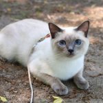 Тайская кошка окраса блю-пойнт на земле
