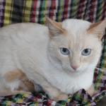 Кошка окраса крем-пойнт лежит на клетчатой занавеске