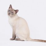 Кошка окраса лайлак-пойнт на белом фоне
