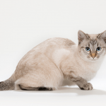 Тайская кошка на белом фоне