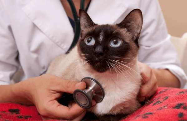 Тайская кошка на приёме у ветеринара