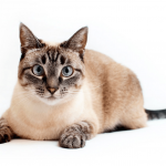 Тайская кошка с полосатым окрасом