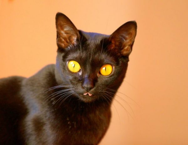 Кошка с жёлтыми глазами