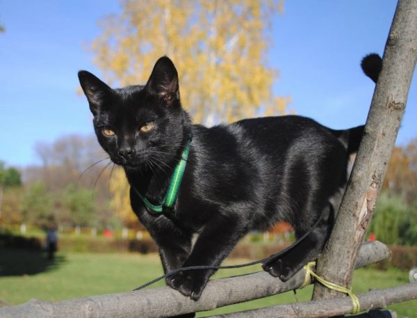 Бомбейская кошка на дереве
