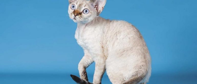 Кудрявый кот с большими ушами