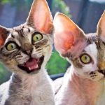 Кошки с большими ушами и зелеными глазами