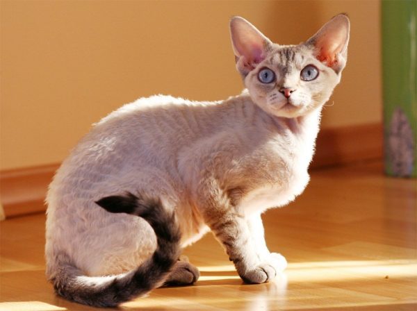 Кошка с большими ушами и длинным хвостом сидит на полу