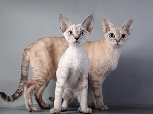 Две кошки стоят рядом друг с другом