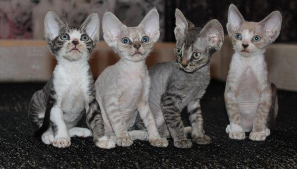 Четыре котёнка сидят в ряд