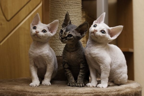 Три котёнка сидят возле когтеточки