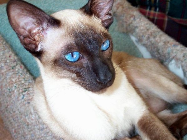 Голубоглазая сиамская кошка