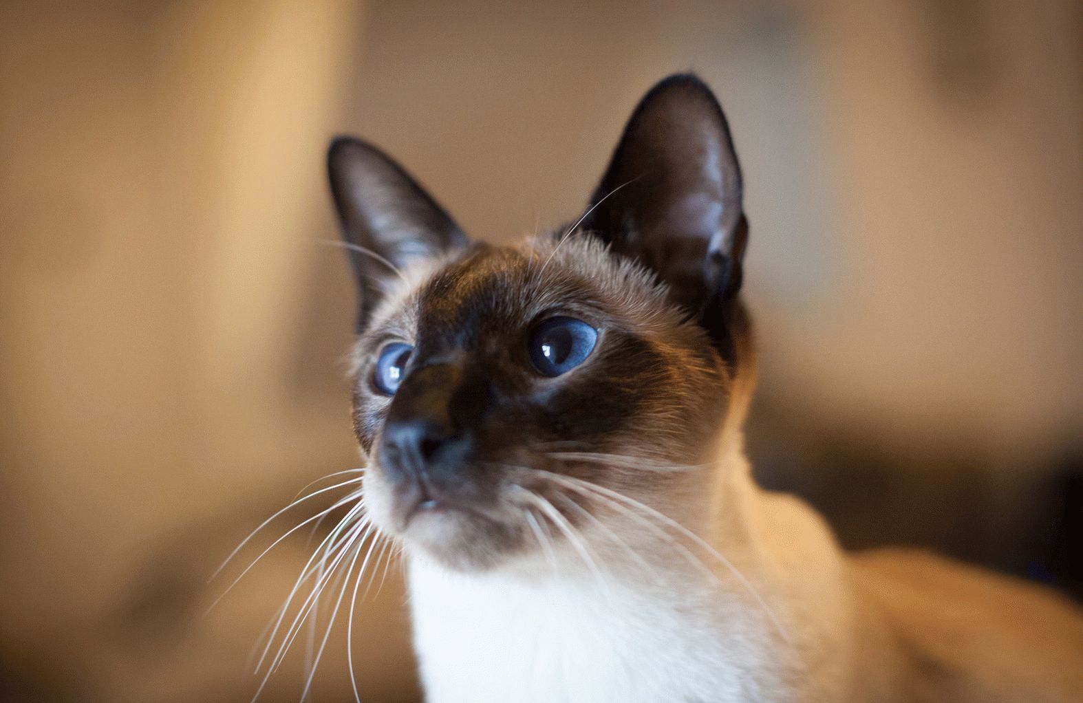 Фотографии сиамской кошки. Сиамская кошка. Кот сиамской породы. Сиам кошка Сиамская. Сиамский кот чистокровный.