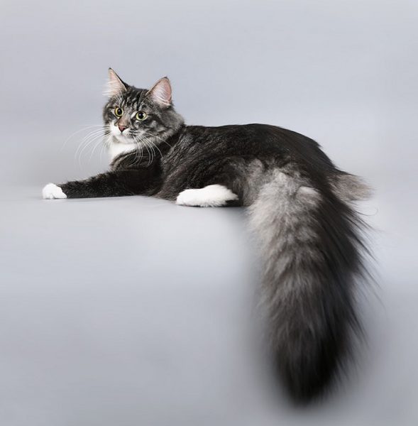Кошка с пушистым хвостом