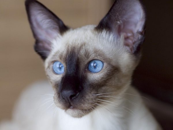 Сиамская кошка с голубыми глазами
