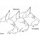 Схематичное изображение мордочки сравниваемых кошек